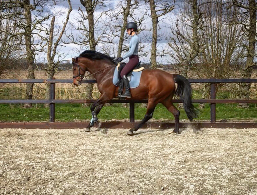 dressuurles hoeksche waard rijles dressuur