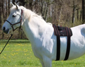 cellkick rugpad therapie paard rood licht