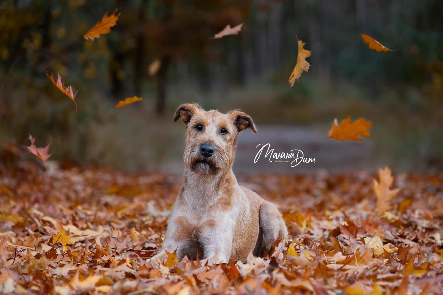 honden fotografie Hoeksche waard
