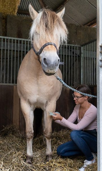Guasha therapie paard spierproblemen